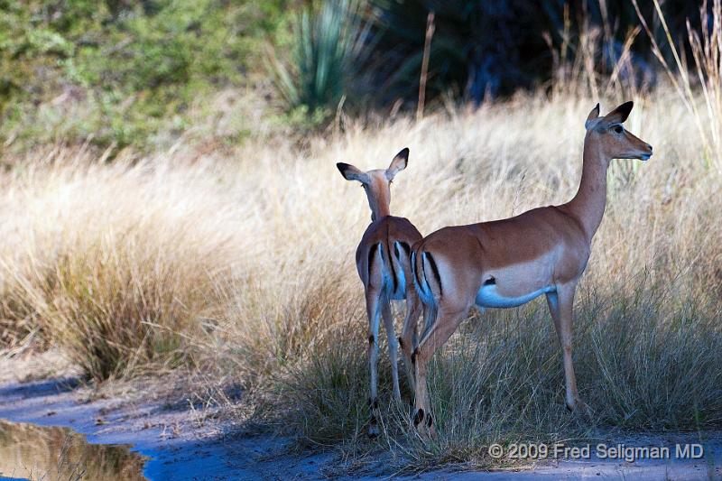 20090614_165542 D300 X1.jpg - Springbok (Gazelle)